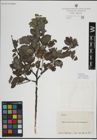 Foto von Salix myrsinifolia Salisb.